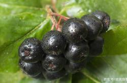 d径是什么意思-开云入口网址